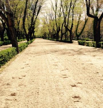 Pista de galope con  la aportación  de arena retirada  de la pista de sociales.