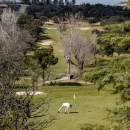Golf, en el Club de Campo Villa de Madrid. Foto: Miguel Ángel Ros / CCVM