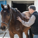 José Manuel Romero ausculta a un caballo en la cuadra. Foto: Miguel Ros / CCVM